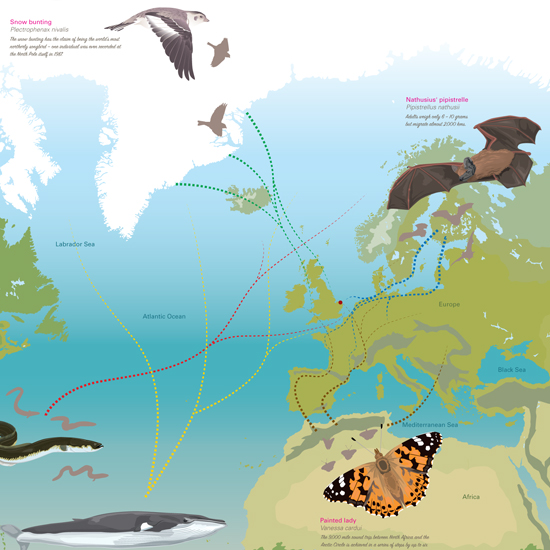 wildlife interpretation board