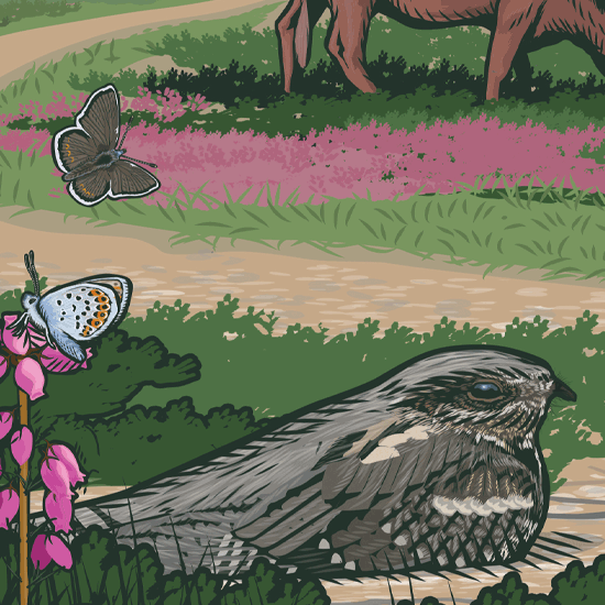 wildlife interpretation board