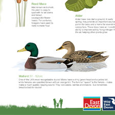 wildlife interpretation board